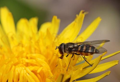 Réf. 280 094 : Parasyrphus punctulatus